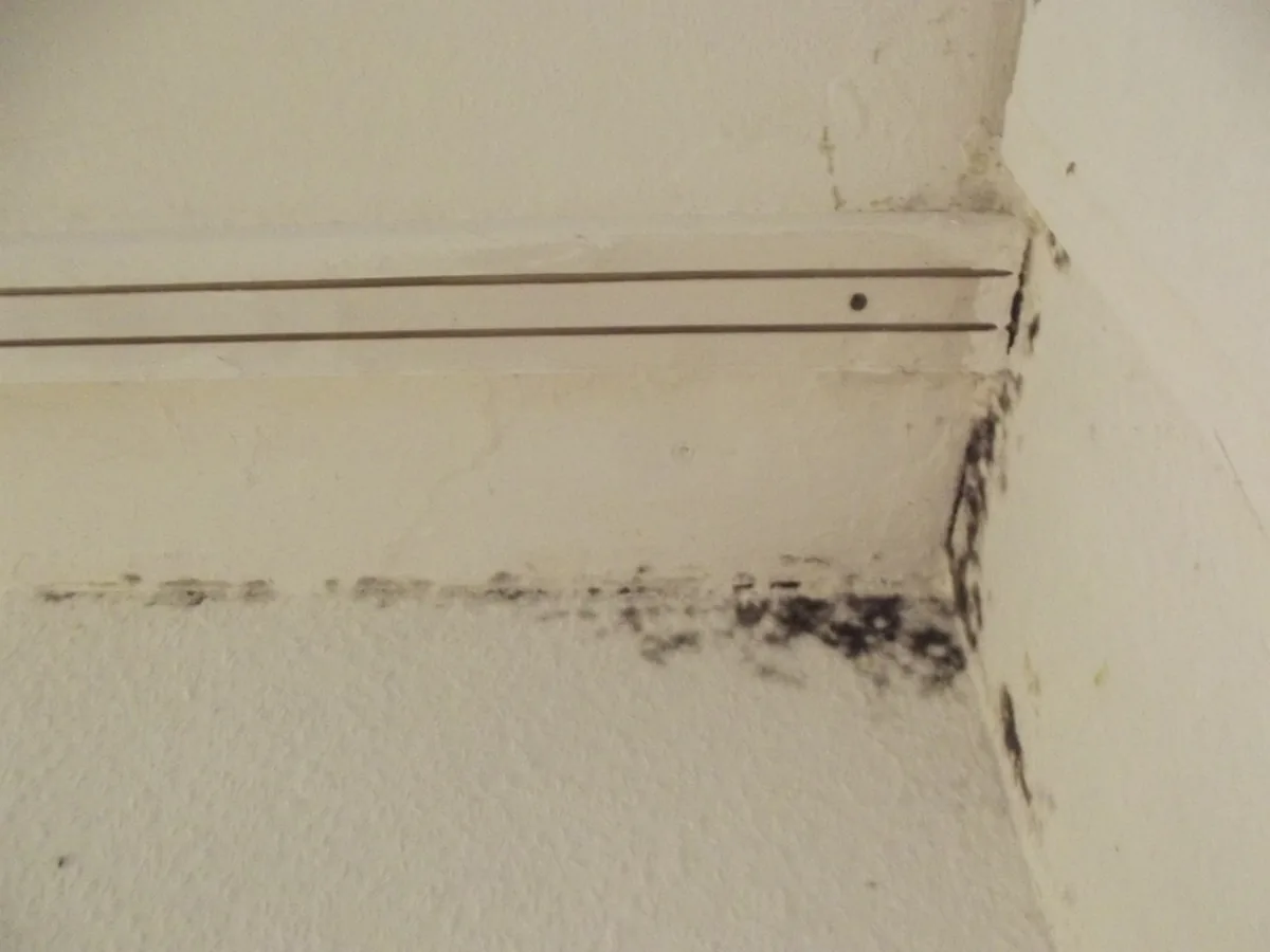 Black mold climbing a wall and ceiling corner inside a home